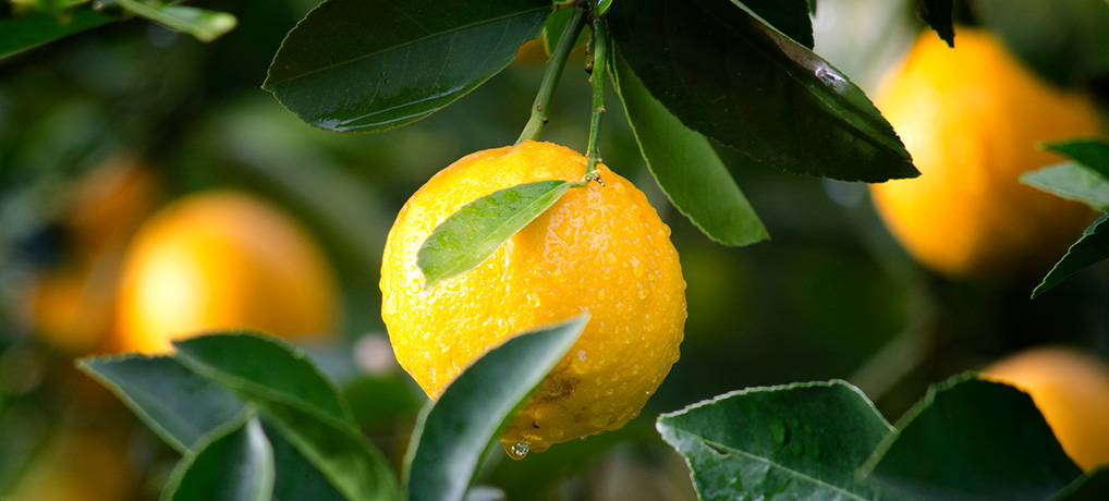 Fruit and Citrus Trees